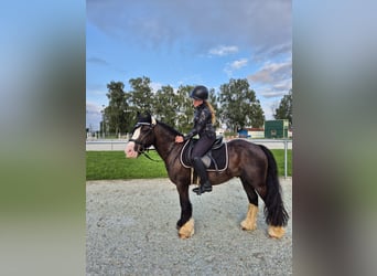Pferd Zur Verfügung gesucht