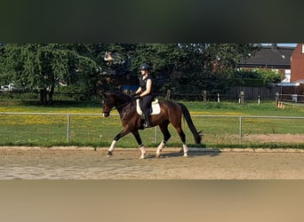 Pferd zur Verfügung gesucht 