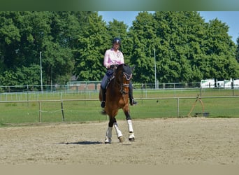 Pferd zur Verfügung gesucht 
