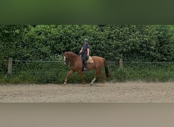 Pferd zur Verfügung gesucht 