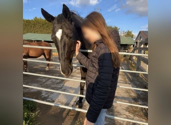 Pflegebeteiligung gesucht(RsP)