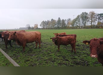 Deutsch Angus Mutterkühe tragend