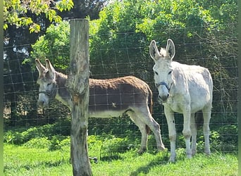 Stallone and mare donkey (also available separately)