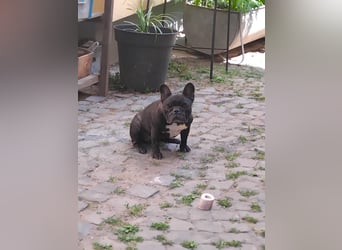 Bulldog francese