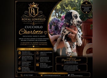 Cuccioli di Dalmata con Pedegree ENCI