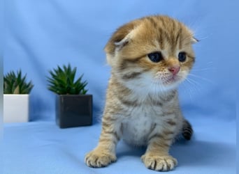 Gattini Scottish Fold
