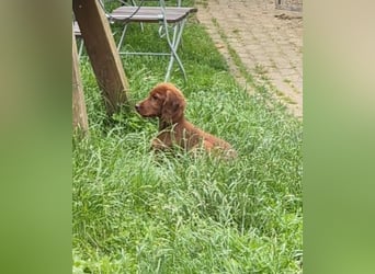 Irish Setter