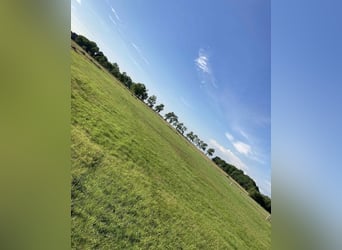 Aree di paddock estivo al Nordsee