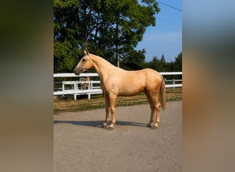 Cercasi cavalieri esperti – cavalli da montare 🐴