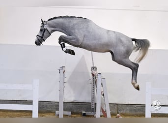 Cercasi giovani cavalieri per cavalli giovani