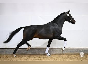 Cercasi giovani cavalieri per cavalli giovani