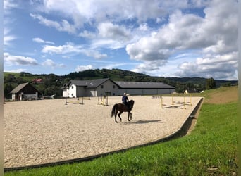 Young horses- training
