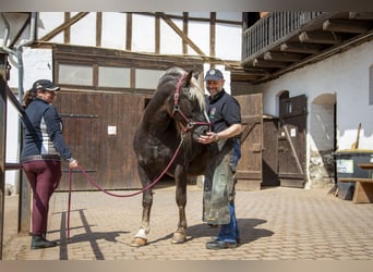 Pferdepfleger FN - Qualifikation mit Prüfung für Quereinsteiger 06. bis 20.11.2026