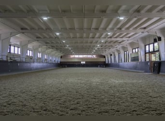 Istruttore/trice di equitazione o preparatore/trice 50-100%