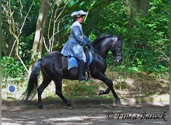 Bereiter (in) / Stallhelfer (in) nach Wiebelsheim gesucht