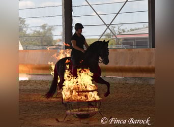 Cercasi istruttore/trice di dressage a Wiebelsheim