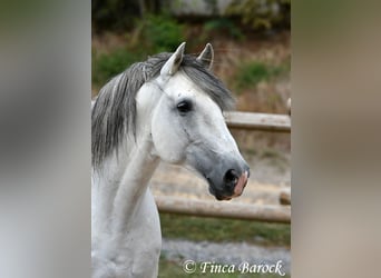 Cercasi istruttore/trice di dressage a Wiebelsheim