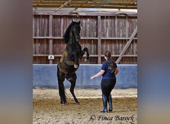 Cercasi istruttore/trice di dressage a Wiebelsheim