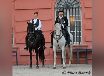 Cercasi istruttore/trice di dressage a Wiebelsheim