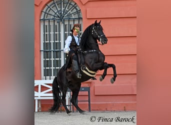 Cercasi istruttore/trice di dressage a Wiebelsheim