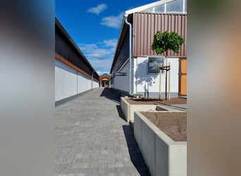 Compagno ideale per l'addestramento di cavalli da salto