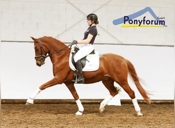 Experienced Pony Rider Wanted in Marsberg, Germany