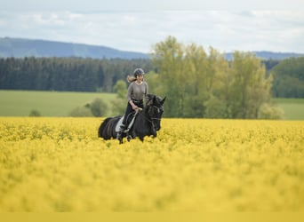 Cercasi apprendista come esperto di equitazione specializzato in assistenza e gestione degli animali