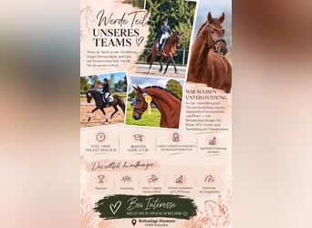Operatore equestre o apprendista nell’addestramento classico dei cavalli