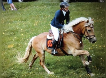 Pferdemensch gesucht