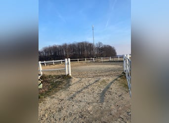 Pferdepfleger/ Jungpferdereiter