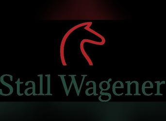 Pferdewirt/in in Teil- oder Vollzeit gesucht