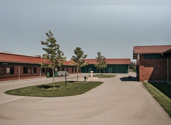 Pferdewirt/in in Teil- oder Vollzeit gesucht