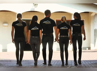 Posto di formazione per addetto alla cura dei cavalli e servizi equestri