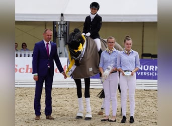 Posto di lavoro disponibile. Addestramento del vostro cavallo o pony, dal giovane all’agonismo in dr