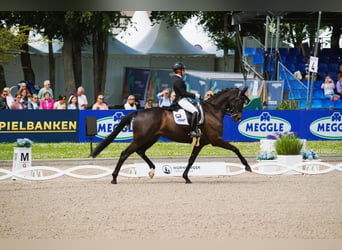 Posto di lavoro disponibile. Addestramento del vostro cavallo o pony, dal giovane all’agonismo in dr