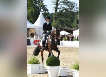 Posto di lavoro disponibile. Addestramento del vostro cavallo o pony, dal giovane all’agonismo in dr