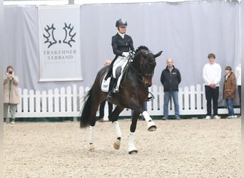 Posto di lavoro disponibile. Addestramento del vostro cavallo o pony, dal giovane all’agonismo in dr