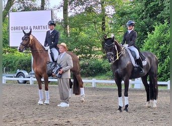 Posto di lavoro disponibile. Addestramento del vostro cavallo o pony, dal giovane all’agonismo in dr