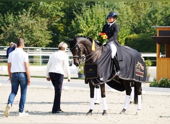Posto di lavoro disponibile. Addestramento del vostro cavallo o pony, dal giovane all’agonismo in dr