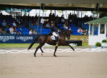 Posto di lavoro disponibile. Addestramento del vostro cavallo o pony, dal giovane all’agonismo in dr