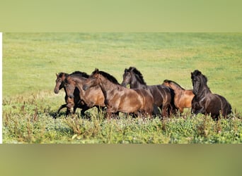 Il lavoro dei sogni: allevatore di cavalli