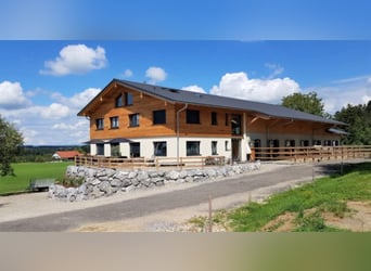 Il lavoro dei sogni: allevatore di cavalli