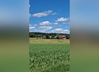 Praktikumsplatz ab September 