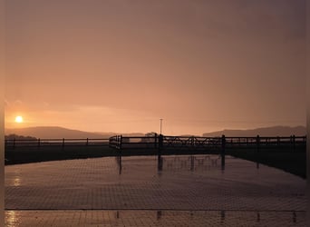 Cura di prima classe per cavalli sportivi di prima classe: cercasi stalliere / groom (m/f/d)!