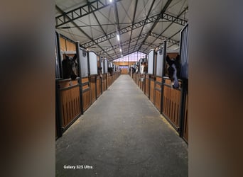 Cura di prima classe per cavalli sportivi di prima classe: cercasi stalliere / groom (m/f/d)!