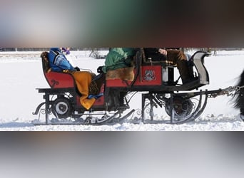 slitta trainata da cavalli