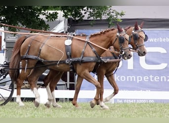 Imbracature ZILCO per pony e grandi cavalli