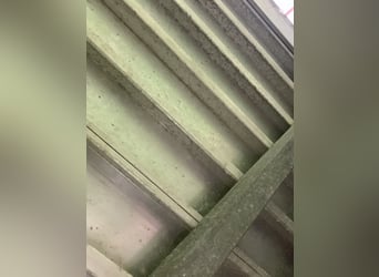 Trailer per cavalli da 1,5 metri
