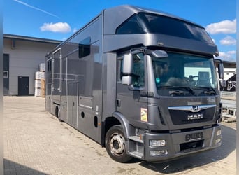 MAN TGM camion per trasporto cavalli, 4-5 posti, 14 tonnellate, anno 2017, 290 CV, usato