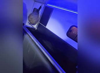 Carrozza per 2 cavalli - Ottimo stato